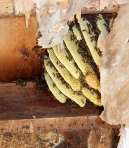 Bee colony rescue