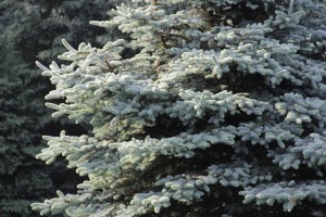 blue spruce