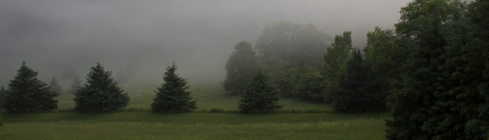 trees in the mist