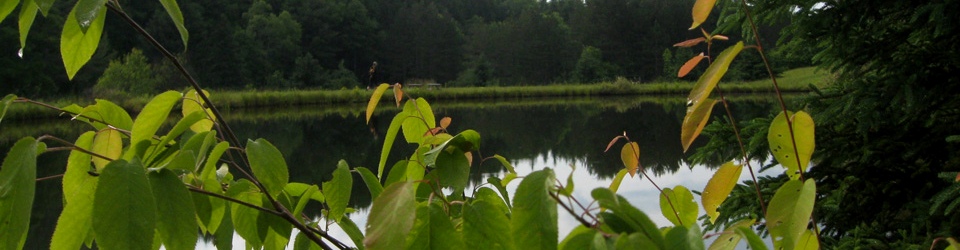 Pond detail