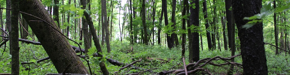 Roots_Sarah Butler Peck