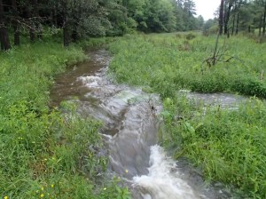 Kidd Brook, photo: Margaret Bellafiore