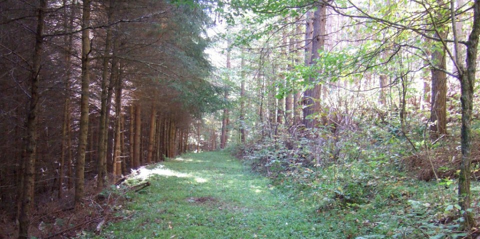 Looking south from Belt Pkwy toward Willie's Way
