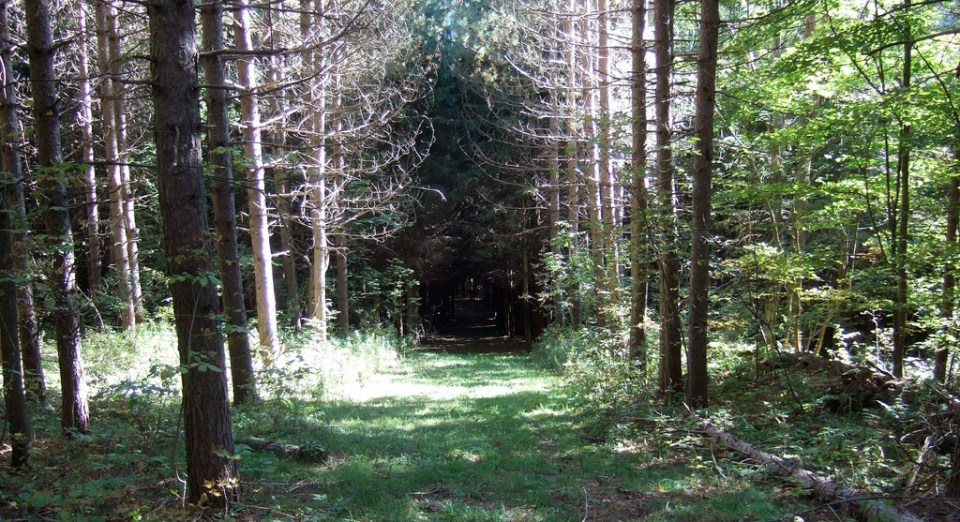 Willie's Way looking east