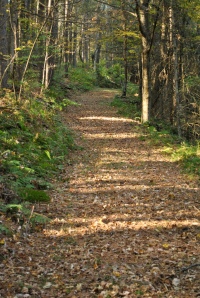 Wooded trail at Zeleny Les