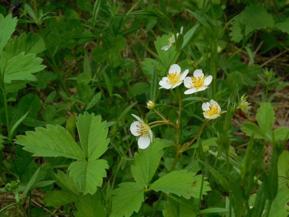 blossoming strawberries