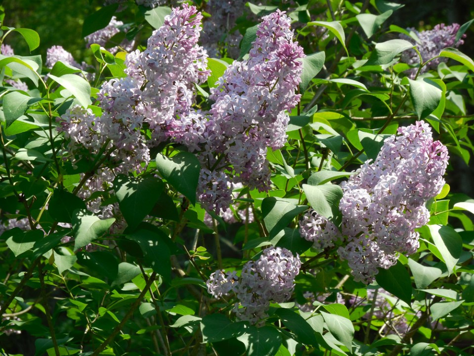 Lilacs_detail
